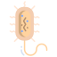 Prokaryote icon