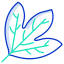 Sassafras Leaf icon