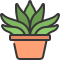 Gasteria icon