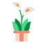 Calla Lily icon