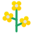 Canola icon