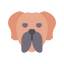 English Dog icon