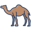 Camel icon