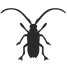 Longhorn Beetle icon