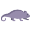 Chameleon icon