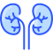 Kidneys icon