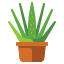 Aloe Vera icon