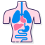 Anatomy icon