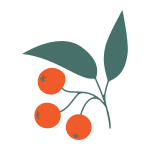 Berries icon