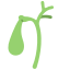 Gallbladder icon