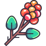 Coffee Fruit icon