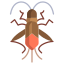 Boxelder Bug icon