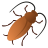 Cockroach icon