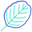 Alder Leaf icon