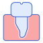 Premolar icon