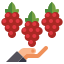 Grape Harvest icon