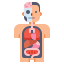 Anatomy icon