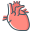 Anatomy icon