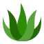 Aloe Vera icon