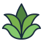 Aloe vera icon