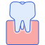 Molar icon