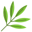 Sage Leaf icon