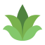 Aloe vera icon