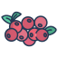 Cranberry icon