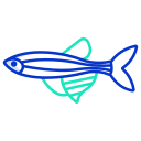 external Zebra-Danio-Fish-fishes-icongeek26-outline-colour-icongeek26 icon